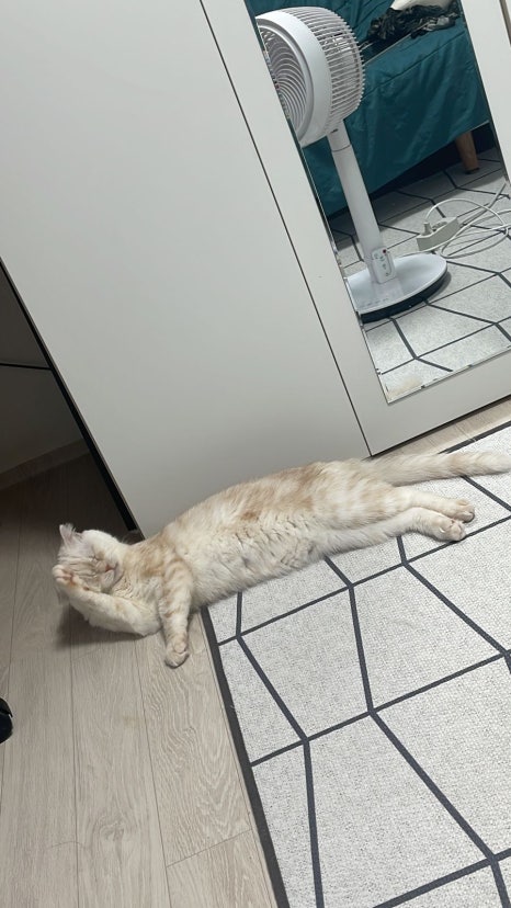 메츠타 이미지