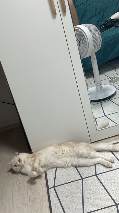 메츠타 이미지