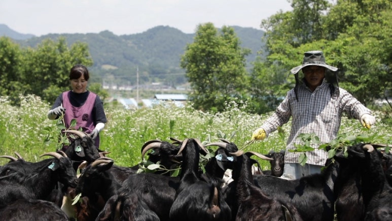 지리산흑염소 이미지