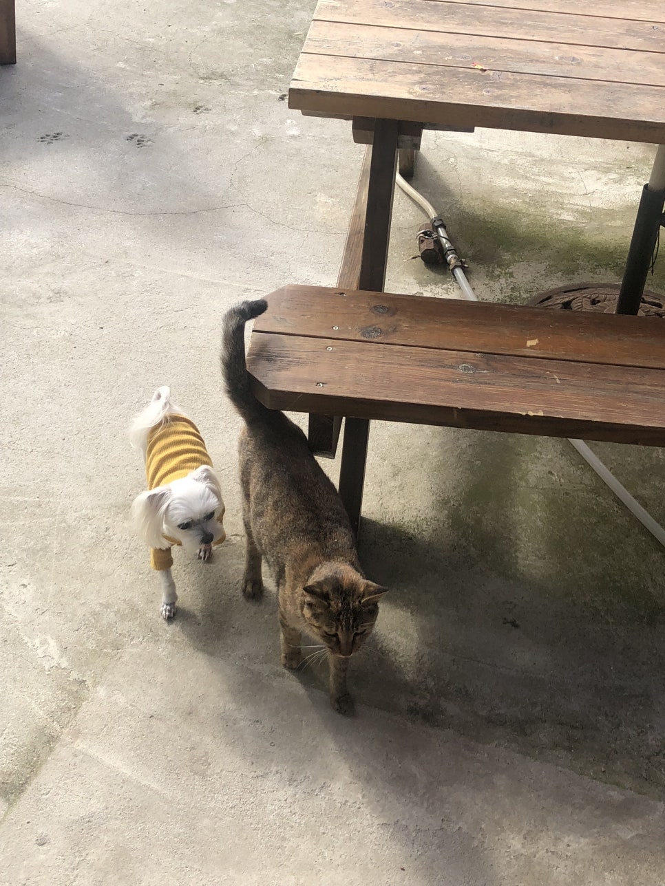 보리마루1 이미지
