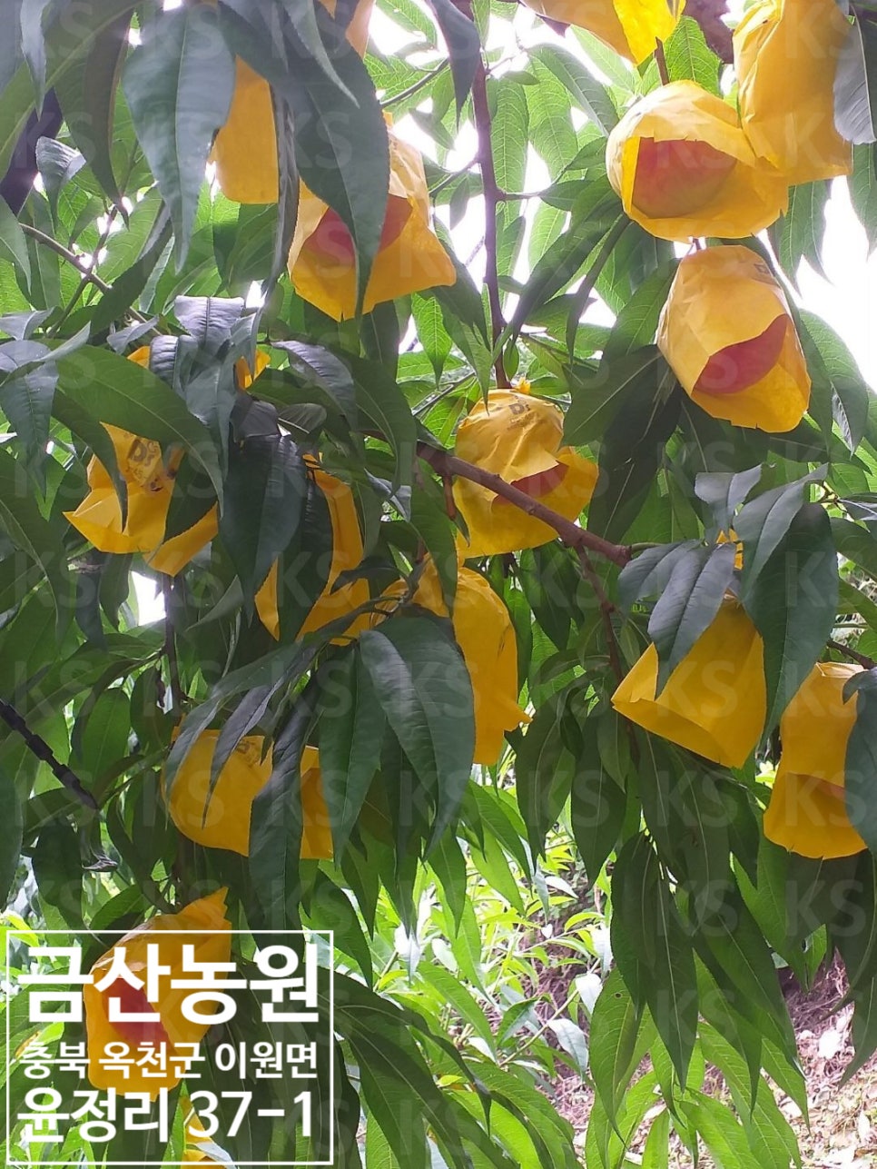 유미찌 이미지