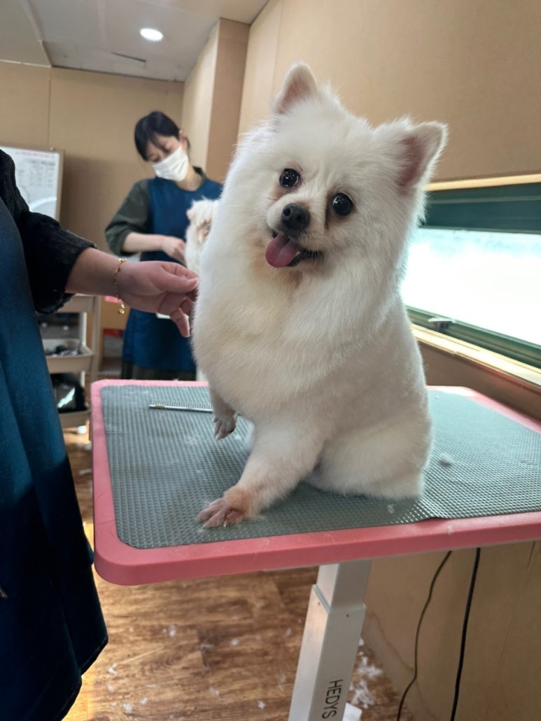 포항애견미용학원 이미지