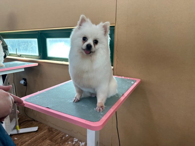 포항애견미용학원 이미지