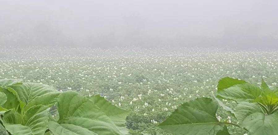 꽃밭에서농장직영 이미지