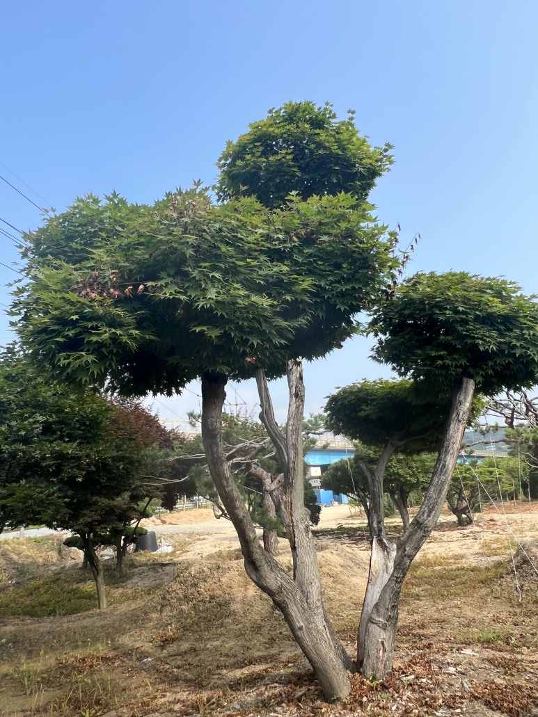 한울조경 주식회사 이미지