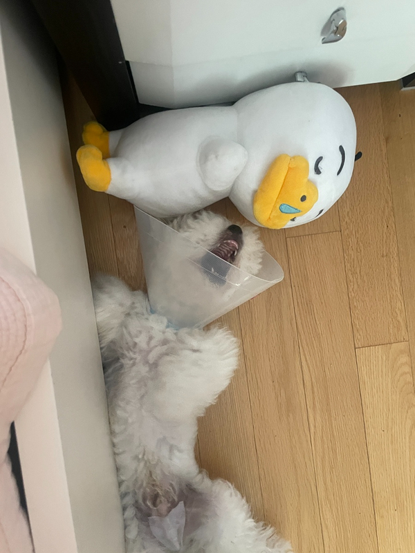 꼬미다 이미지