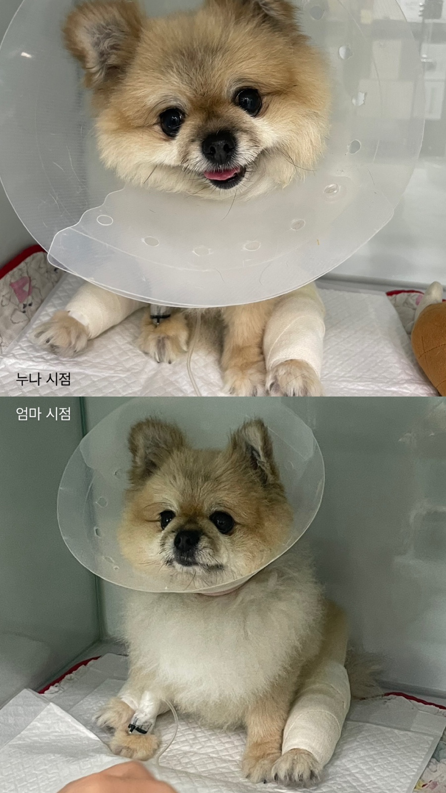 휘난새 이미지