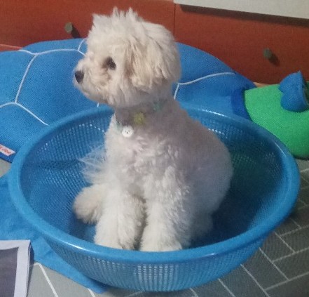 소쿠리광고 이미지