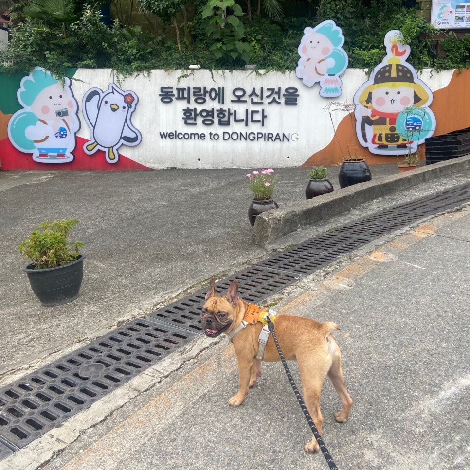 동피랑101 이미지