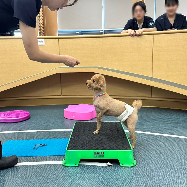 구미펫직업훈련학원 이미지