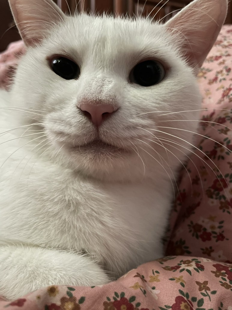 미스타 플래카드 이미지