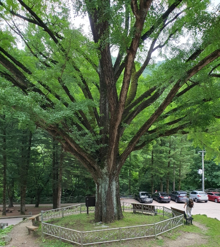 솔밭상회 이미지