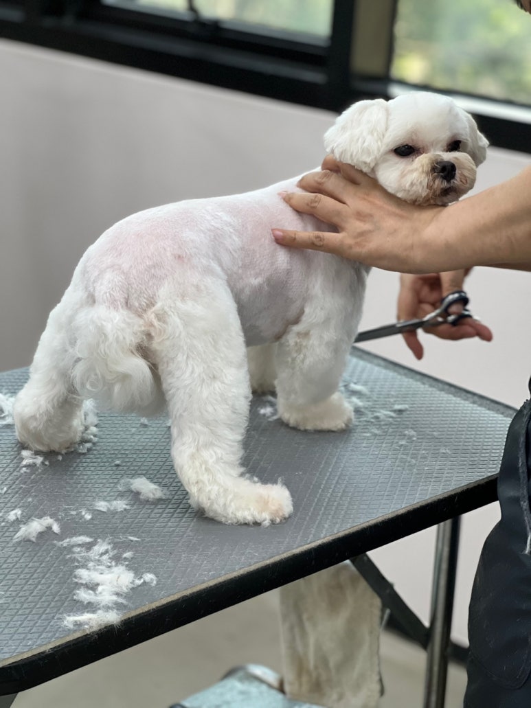 포항애견미용학원 이미지