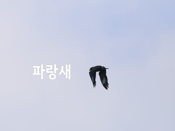 탐조책방 이미지