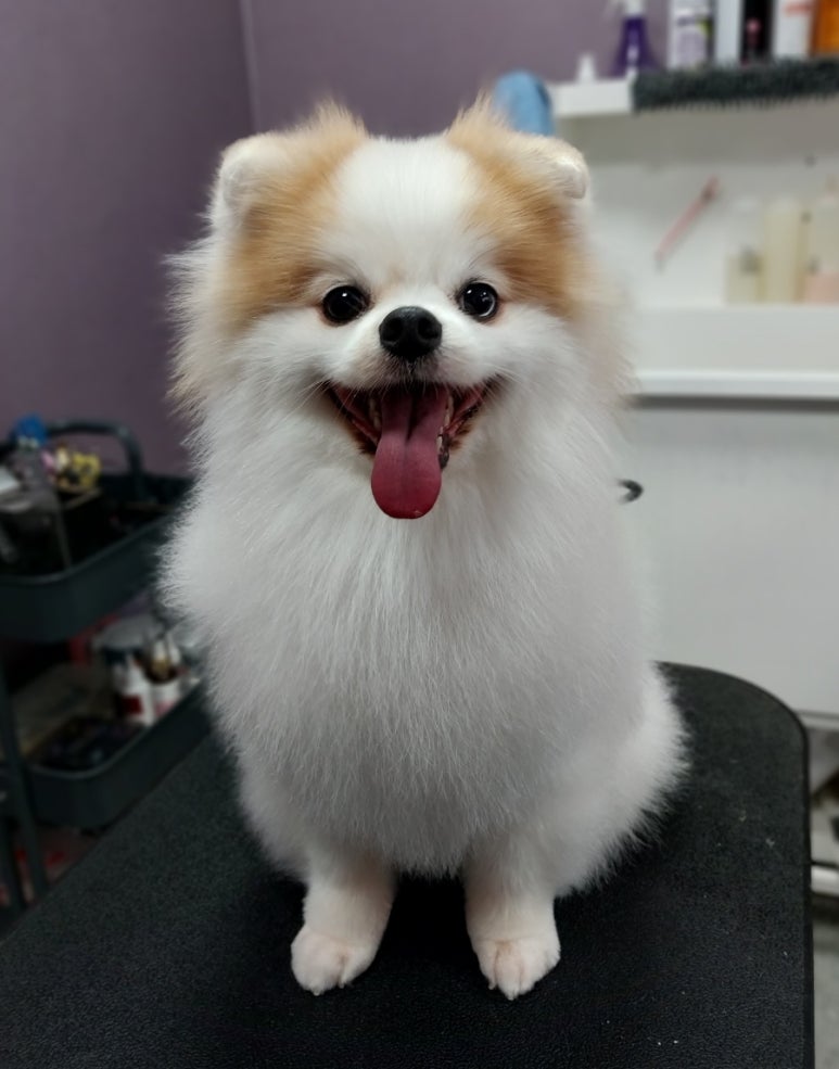 미미고강동 이미지