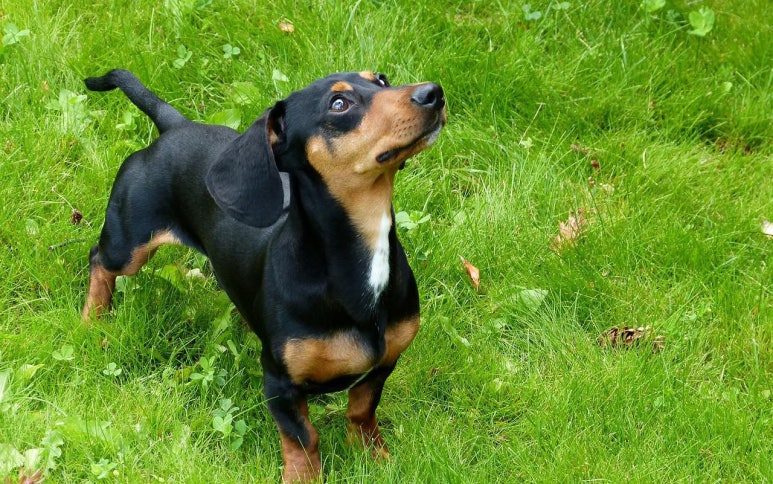 닥스훈트(DACHS HUND) 이미지