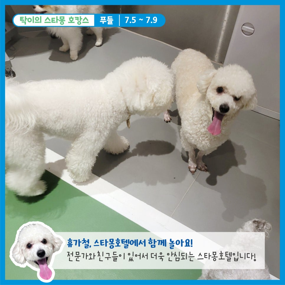 서초 스타몽 애견호텔, 강아지 호캉스 후기 및 비용 — 사진 8
