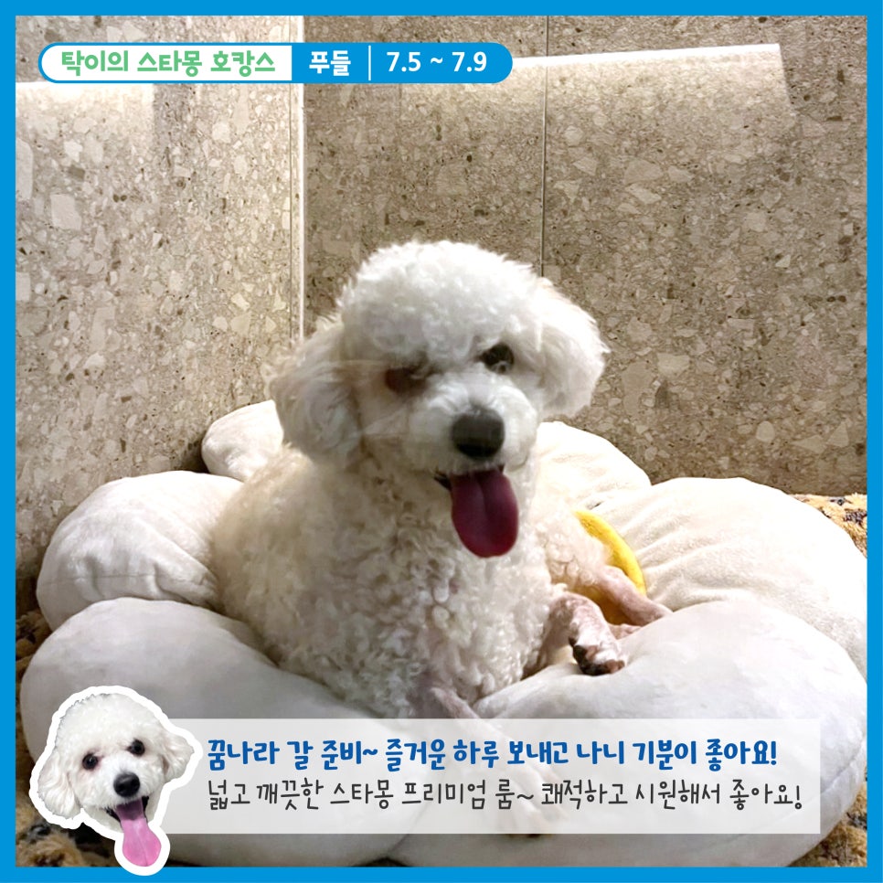 서초 스타몽 애견호텔, 강아지 호캉스 후기 및 비용 — 사진 7