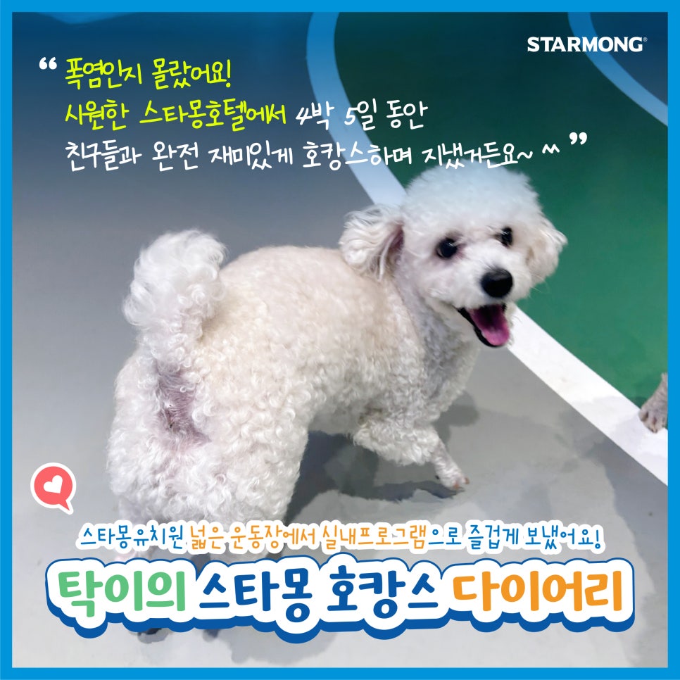 서초 스타몽 애견호텔, 강아지 호캉스 후기 및 비용