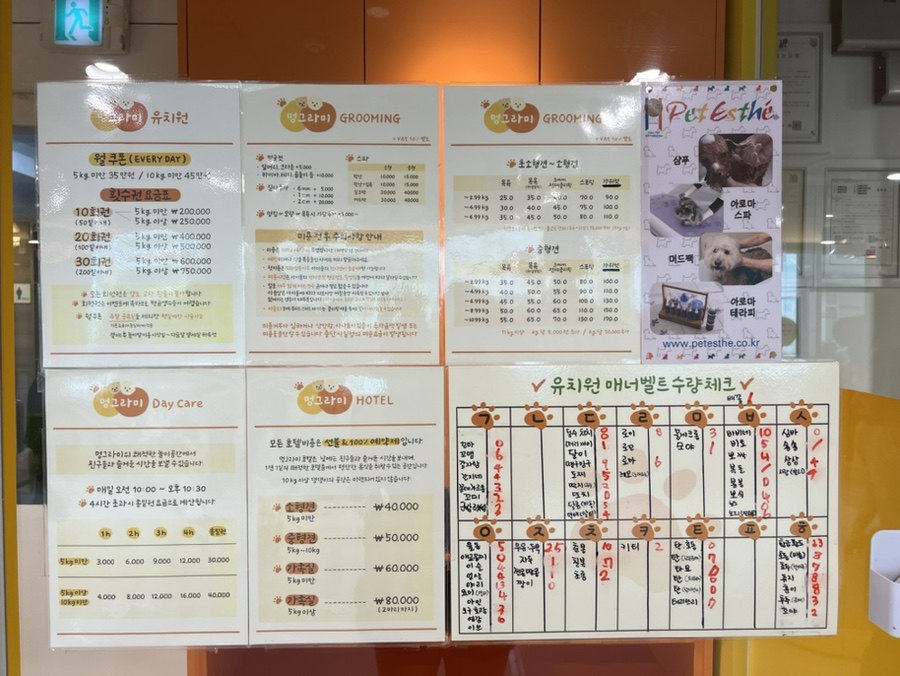 강남 애견카페 하이멍그라미, 말티푸 이브이의 즐거운 시간 — 사진 8