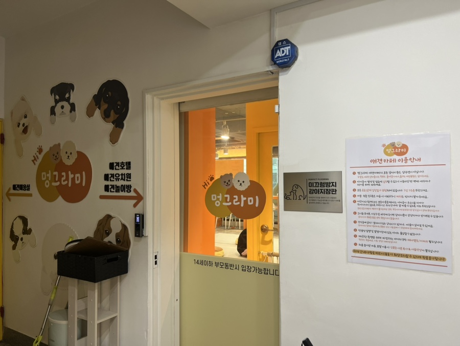 강남 애견카페 하이멍그라미, 말티푸 이브이의 즐거운 시간 — 사진 5