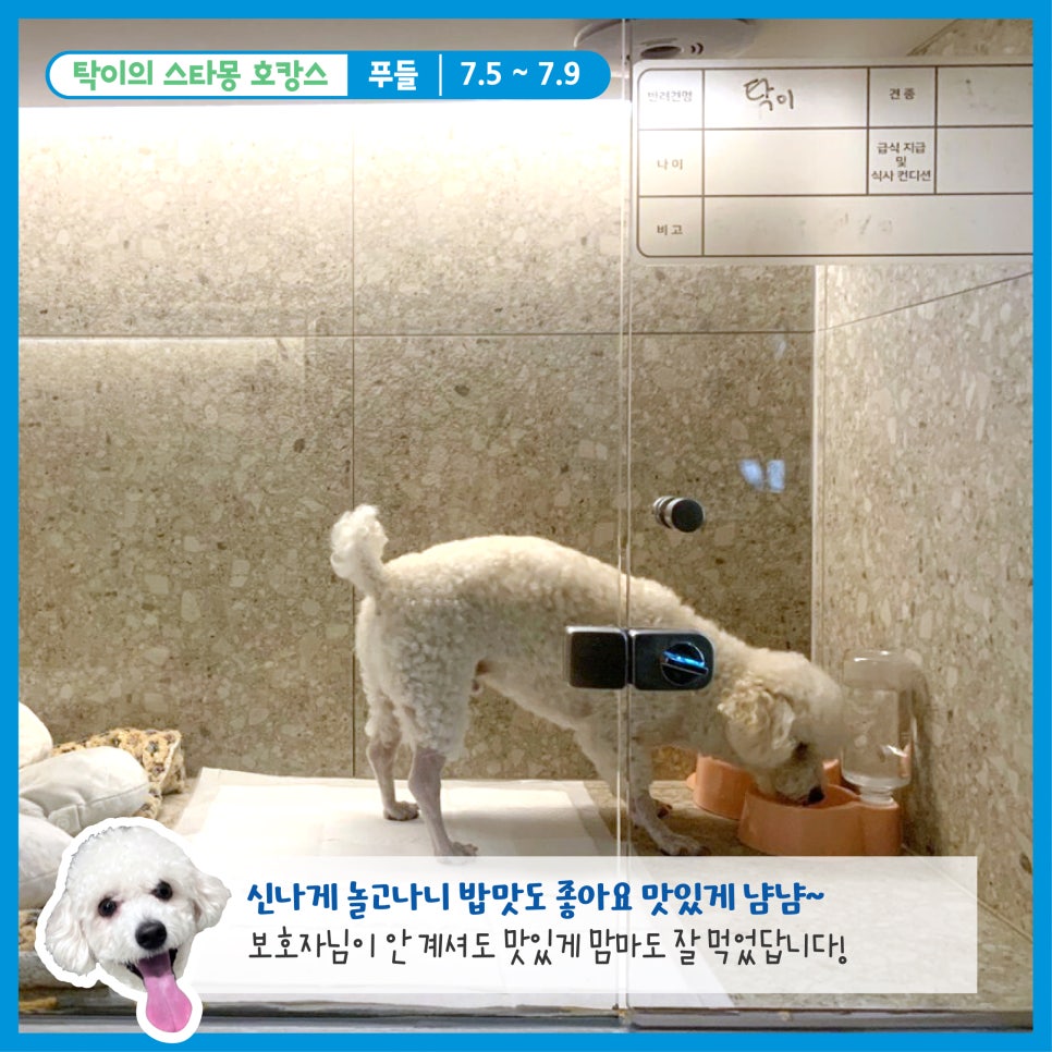 서초 스타몽 애견호텔, 강아지 호캉스 후기 및 비용 — 사진 6