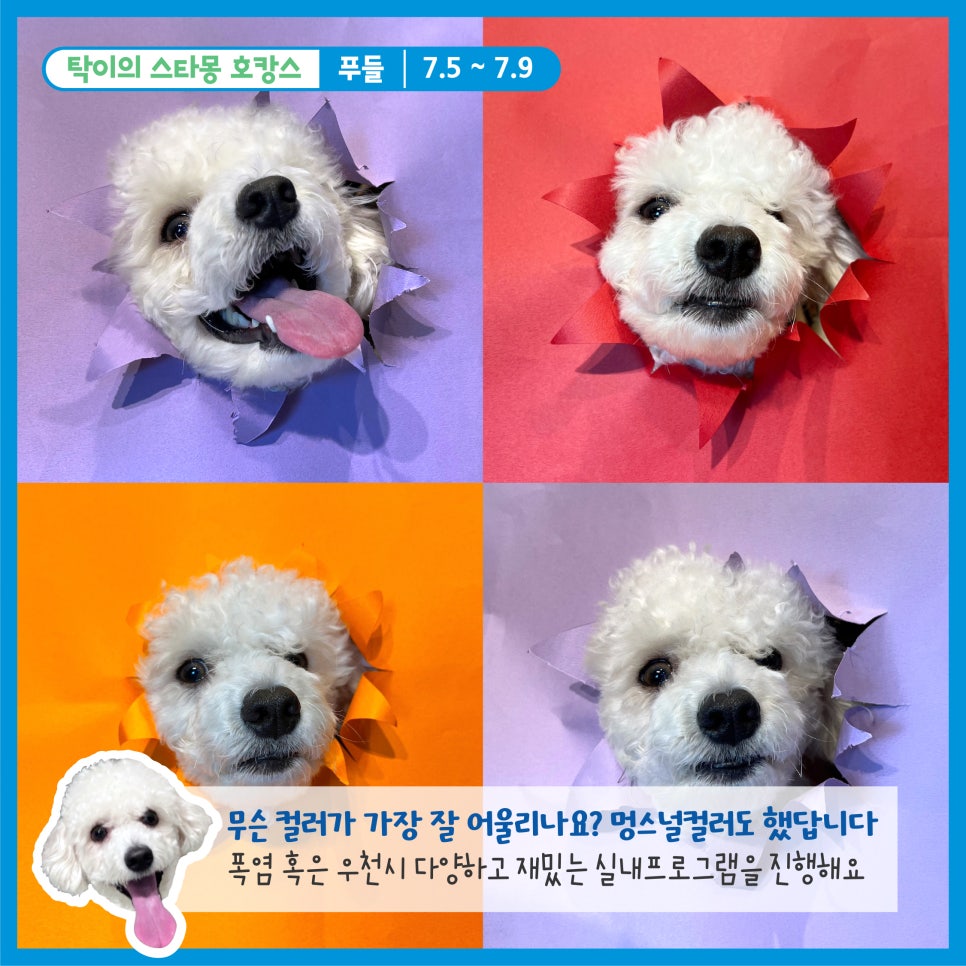 서초 스타몽 애견호텔, 강아지 호캉스 후기 및 비용 — 사진 4