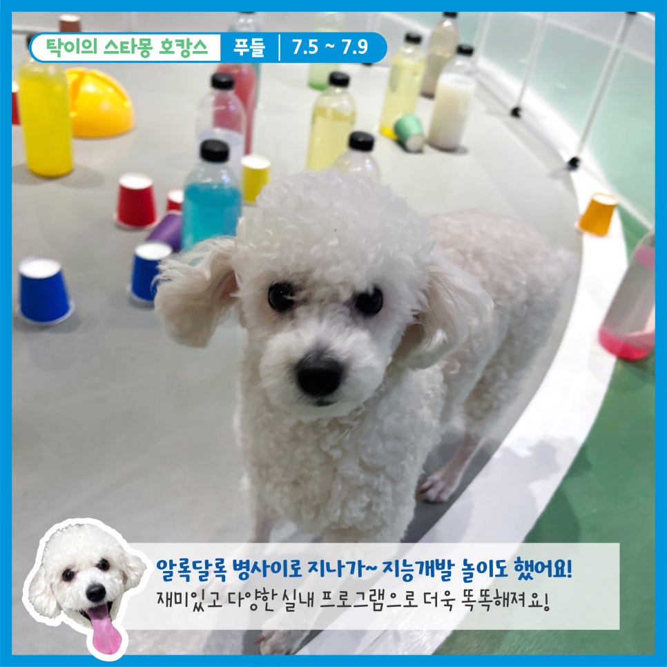 서초 스타몽 애견호텔, 강아지 호캉스 후기 및 비용 — 사진 5