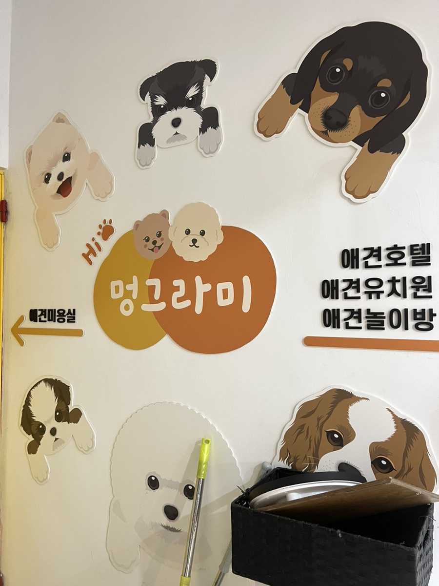강남 애견카페 하이멍그라미, 말티푸 이브이의 즐거운 시간 — 사진 6