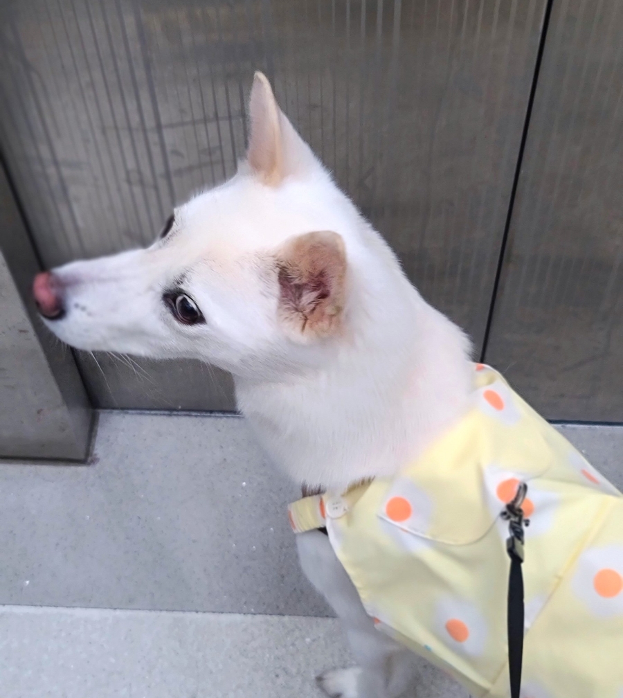 독스힐 이미지
