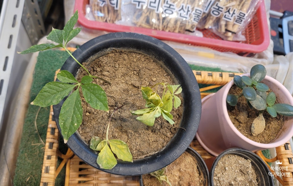 풍기상점 이미지