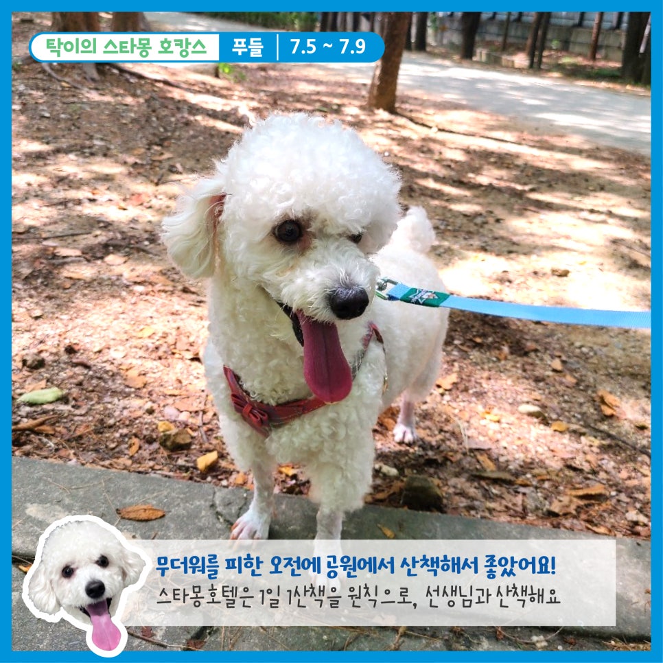 서초 스타몽 애견호텔, 강아지 호캉스 후기 및 비용 — 사진 3