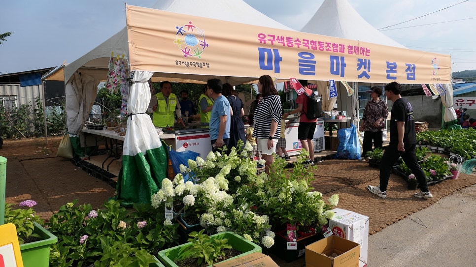 유구색동수국협동조합 이미지