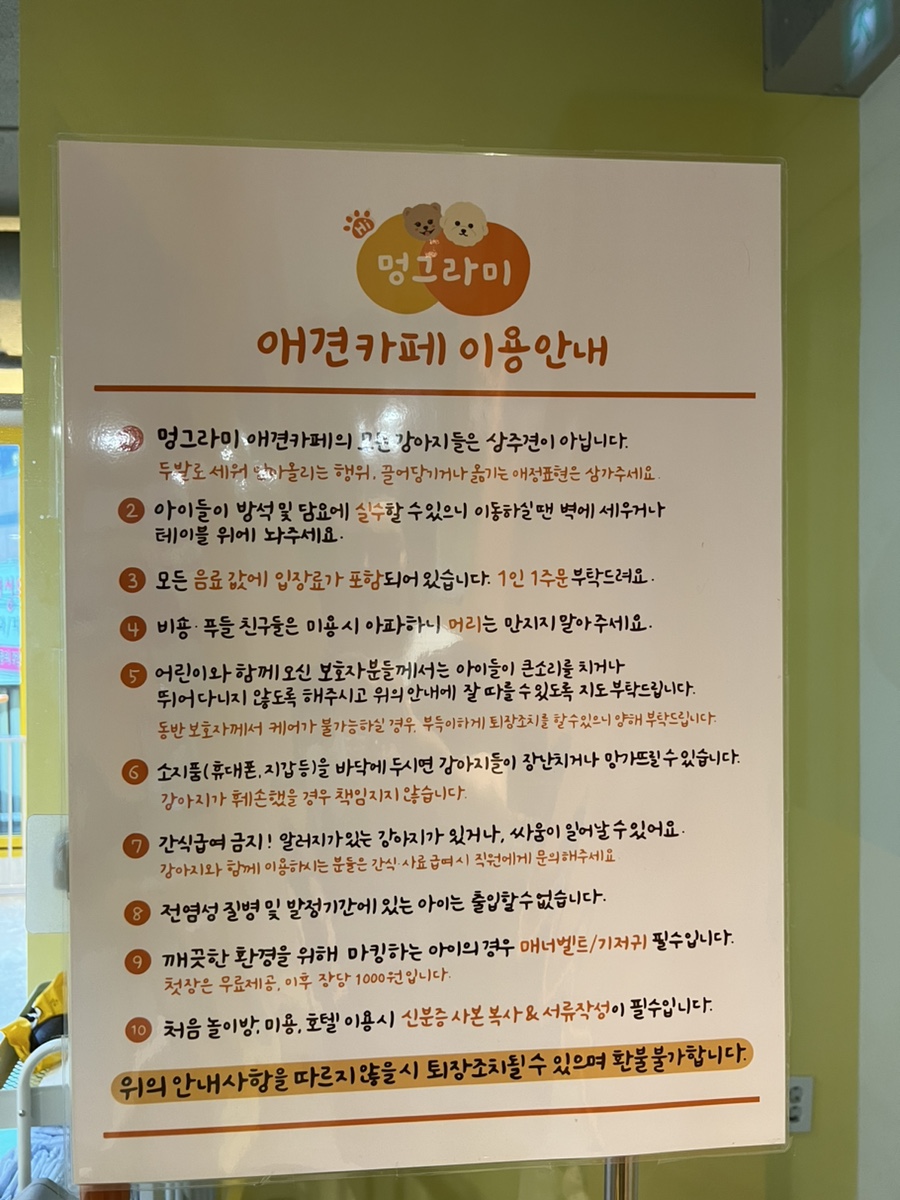 강남 애견카페 하이멍그라미, 말티푸 이브이의 즐거운 시간 — 사진 7