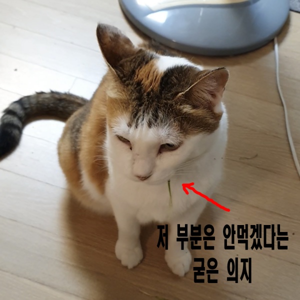 떼껄룩(TAKE A LOOK) 이미지