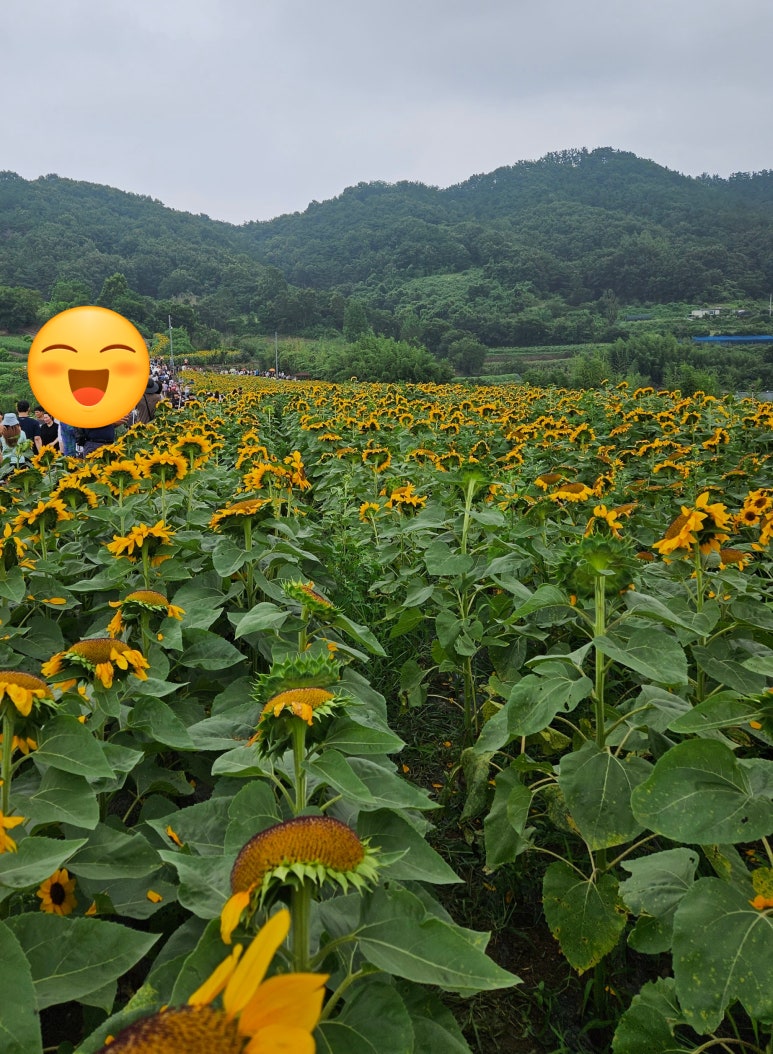 옥류향 이미지