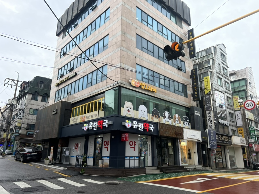 강남 애견카페 하이멍그라미, 말티푸 이브이의 즐거운 시간 — 사진 2