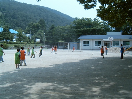 고성보리수 이미지