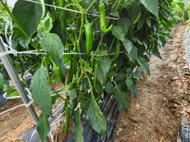 청천농산 이미지
