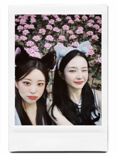 하이바오 이미지