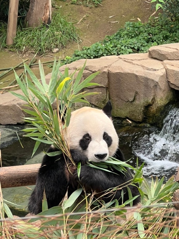 리안차이요리 이미지