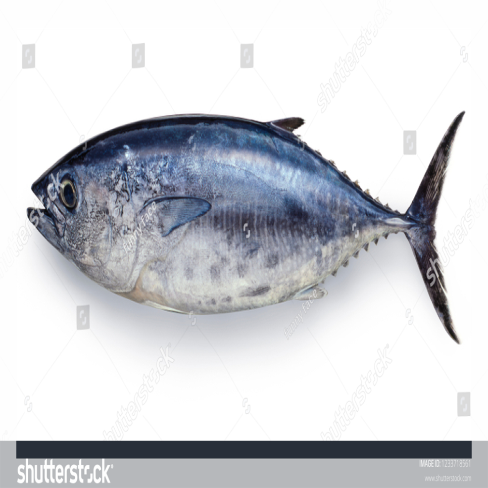 참치사냥 이미지