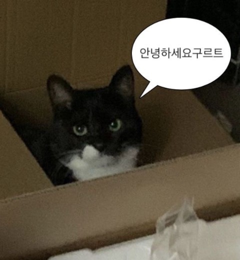 탕탕탕탕후루 이미지