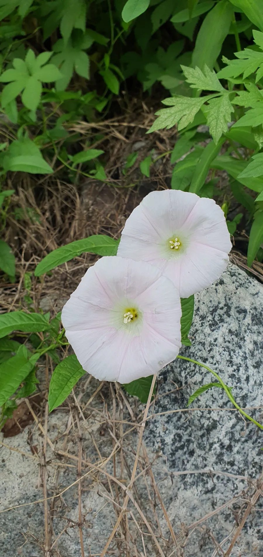 당신이꽃 이미지