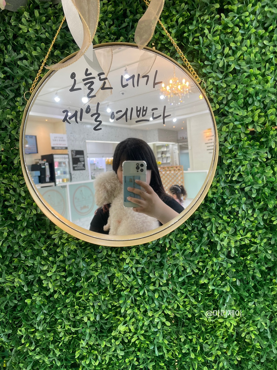 펫돌봄애견카페 이미지