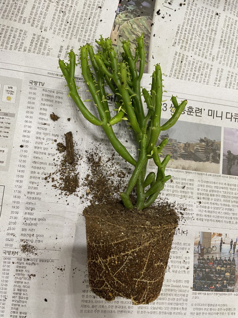 오케이선인장 이미지