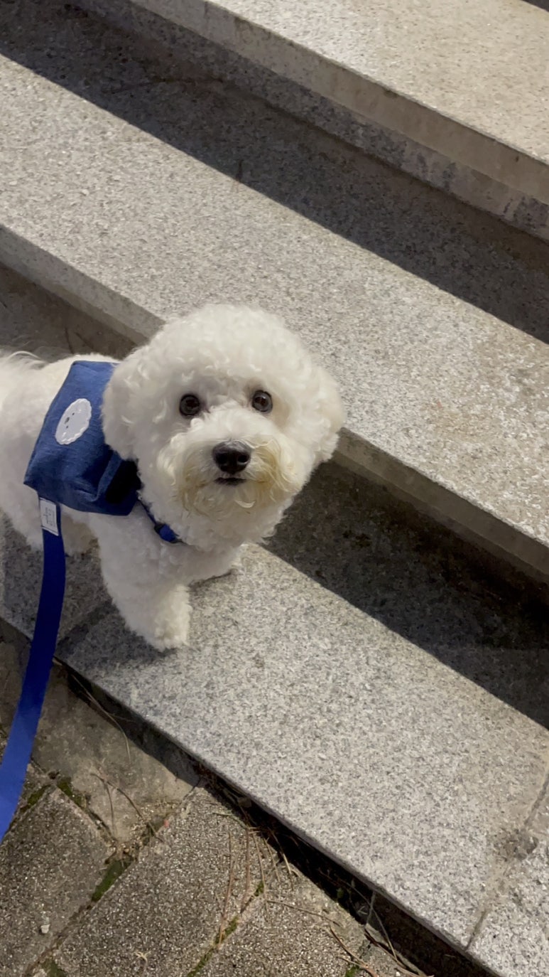 꿩집 이미지