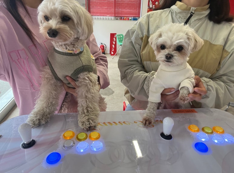 애견카페 포 이미지