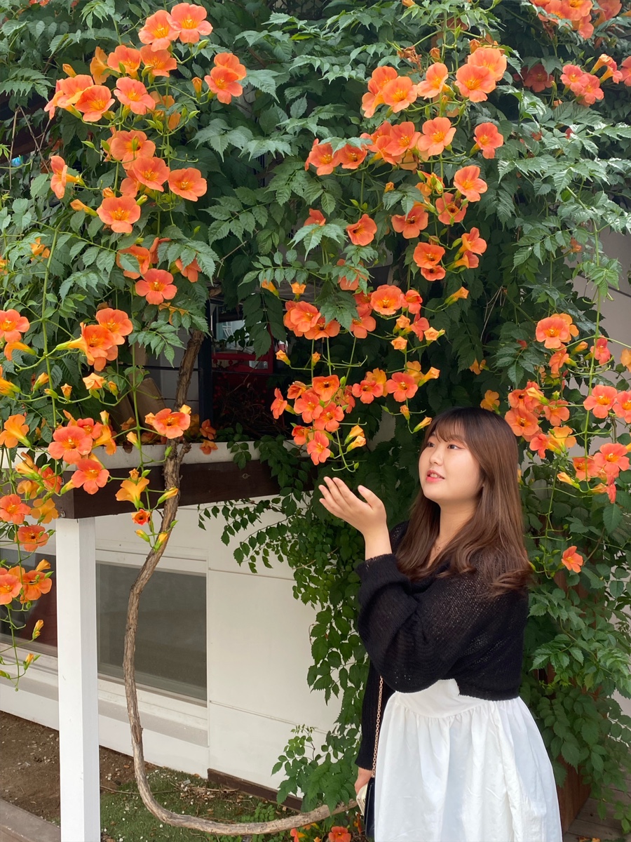 시네마 넝쿨 이미지