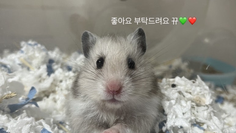 봄 꽃길김밥 이미지